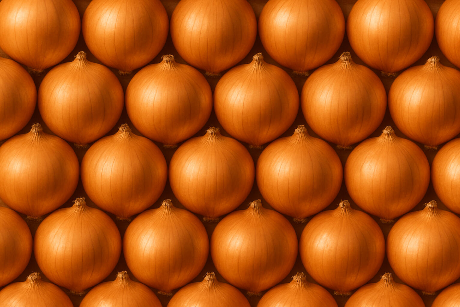 Tomate Larga Vida Tomate Larga Vida