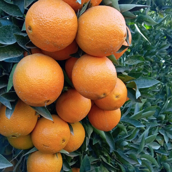 Mandarina Mandarina